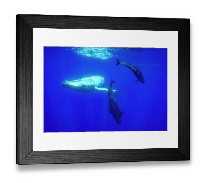 Framed Print : Two Humpback whales (Megaptera novaeangliae) playing with two Short finned pilot whales (Globicephala macrorhynchus), off Moorea, French Polynesia, Pacific Ocean Framed Print : Two Humpback whales (Megaptera novaeangliae) playing with two Short finned pilot whales (Globicephala macrorhynchus), off Moorea, French Polynesia, Pacific Ocean