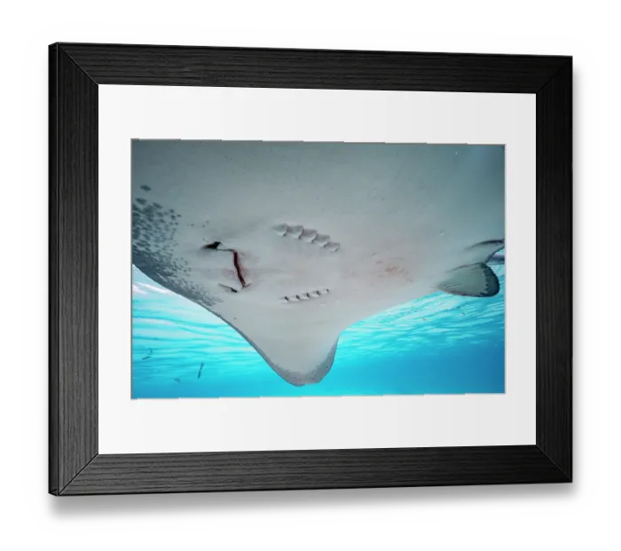 Framed Print : Pink whipray (Pateobatis fai) underside showing mouth and gills, Moorea, French Polynesia, Pacific Ocean Framed Print : Pink whipray (Pateobatis fai) underside showing mouth and gills, Moorea, French Polynesia, Pacific Ocean
