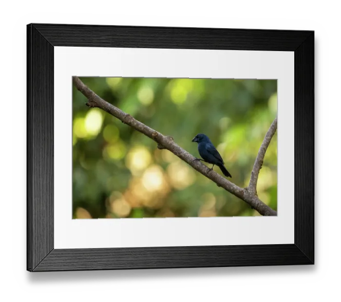 Framed Print : Blue-black grosbeak (Cyanoloxia cyanoides) perched on branch, Sierra Nevada de Santa Marta, Colombia Framed Print : Blue-black grosbeak (Cyanoloxia cyanoides) perched on branch, Sierra Nevada de Santa Marta, Colombia