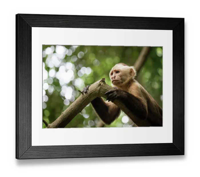 Framed Print : Santa Marta white-fronted capuchin (Cebus malitiosus) resting on branch, portrait, Tayrona National Park, Colombia. Endangered Framed Print : Santa Marta white-fronted capuchin (Cebus malitiosus) resting on branch, portrait, Tayrona National Park, Colombia. Endangered