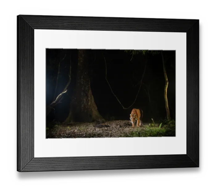 Framed Print : Bengal tiger (Panthera tigris tigris) walking through rainforest at night, Kaziranga Tiger Reserve, Assam, India. Endangered. Camera trap image Framed Print : Bengal tiger (Panthera tigris tigris) walking through rainforest at night, Kaziranga Tiger Reserve, Assam, India. Endangered. Camera trap image