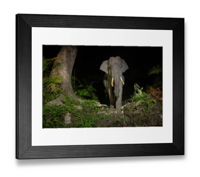 Framed Print : Indian elephant (Elephas maximus indicus) juvenile tusker walking through rainforest at night, Kaziranga Tiger reserve, Assam, India. Endangered. Camera trap image Framed Print : Indian elephant (Elephas maximus indicus) juvenile tusker walking through rainforest at night, Kaziranga Tiger reserve, Assam, India. Endangered. Camera trap image