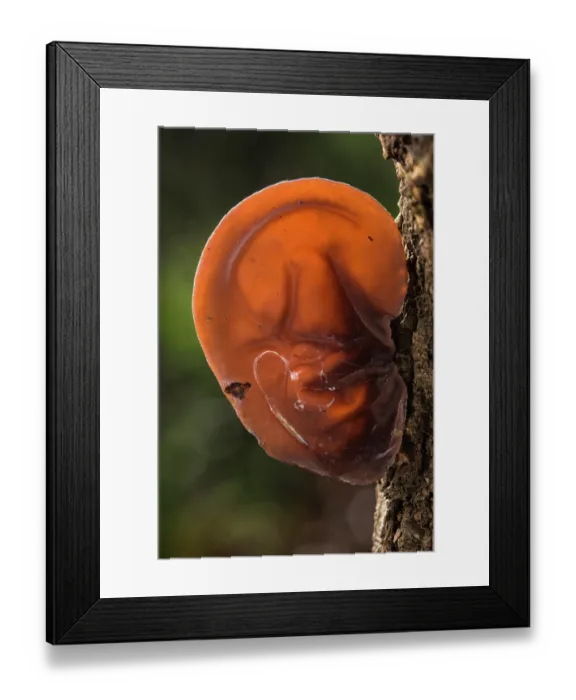 Framed Print : Jelly ear (Auricularia auricula-judae) fungus growing on tree trunk, Rome, Italy. February Framed Print : Jelly ear (Auricularia auricula-judae) fungus growing on tree trunk, Rome, Italy. February