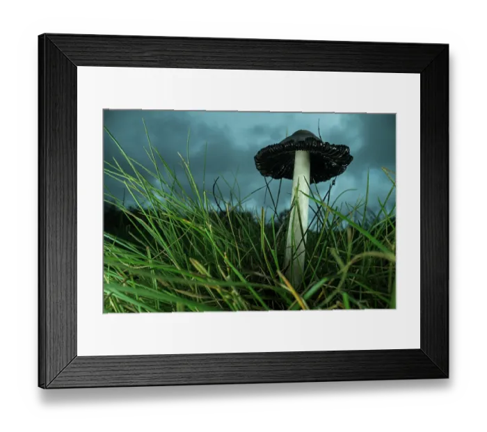 Framed Print : Ink cap fungus (Coprinus comatus) growing on grass under a stormy sky, Tolfa, Rome, Italy. May Framed Print : Ink cap fungus (Coprinus comatus) growing on grass under a stormy sky, Tolfa, Rome, Italy. May
