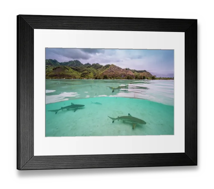 Framed Print : Split level view of group of Blacktip reef sharks (Carcharhinus melanopterus) juvenile, swimming in shallow water, Moorea, French Polynesia, Pacific Ocean Framed Print : Split level view of group of Blacktip reef sharks (Carcharhinus melanopterus) juvenile, swimming in shallow water, Moorea, French Polynesia, Pacific Ocean