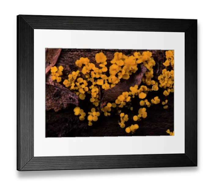 Framed Print : Nut disco fungus (Hymenoscyphus fructigenus) growing on a rotten log, Aveto Regional Park, Genoa, Italy. October