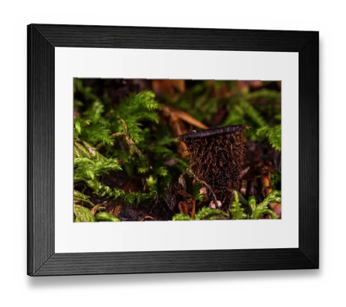 Framed Print : Birds nest fungus (Cyathus striatus) growing in damp woodland in autumn, Italy. October Framed Print : Birds nest fungus (Cyathus striatus) growing in damp woodland in autumn, Italy. October