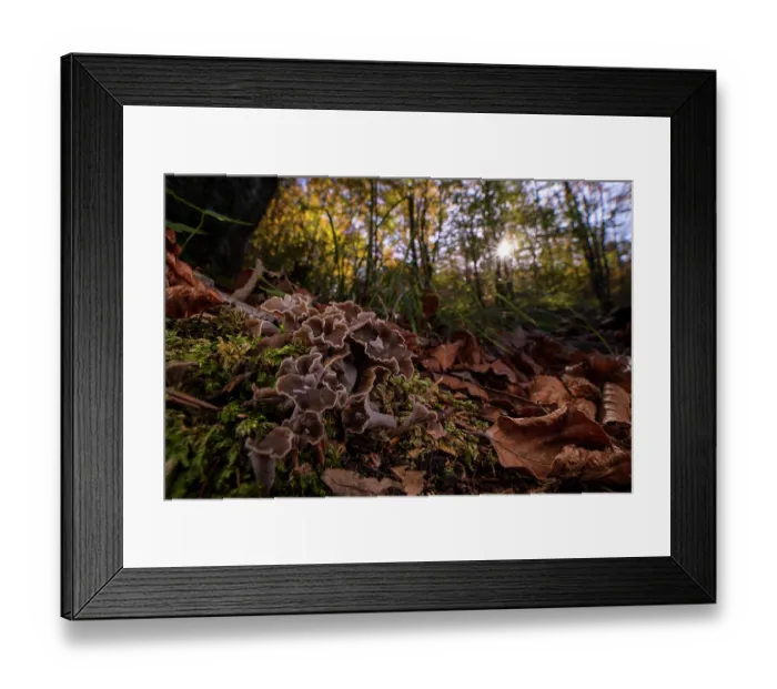 Framed Print : Sinuous chanterelle (Pseudocraterellus sinuosus) mushrooms growing among moss and leaf litter on woodland floor in autumn, Italy. October Framed Print : Sinuous chanterelle (Pseudocraterellus sinuosus) mushrooms growing among moss and leaf litter on woodland floor in autumn, Italy. October