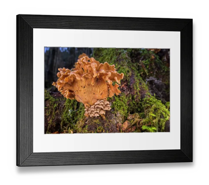 Framed Print : Bitter oyster (Panellus stipticus) fungus fruiting as a whole 'family' on a rotten log, San Bartolomeo di Savignone, Genoa, Italy. November Framed Print : Bitter oyster (Panellus stipticus) fungus fruiting as a whole 'family' on a rotten log, San Bartolomeo di Savignone, Genoa, Italy. November