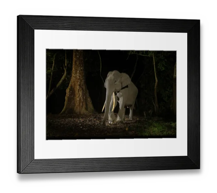 Framed Print : Indian elephant (Elephas maximus indicus) juvenile tusker walking through rainforest at night, Kaziranga Tiger reserve, Assam, India. Endangered. Camera trap image Framed Print : Indian elephant (Elephas maximus indicus) juvenile tusker walking through rainforest at night, Kaziranga Tiger reserve, Assam, India. Endangered. Camera trap image