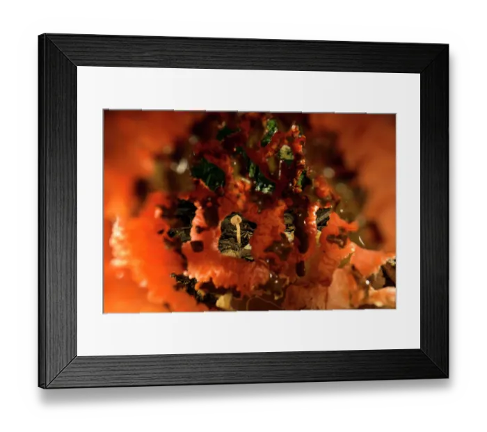 Framed Print : Mushroom (Inocybe sp.) growing inside Red-cage fungus (Clathrus ruber), Genoa, Italy. December Framed Print : Mushroom (Inocybe sp.) growing inside Red-cage fungus (Clathrus ruber), Genoa, Italy. December