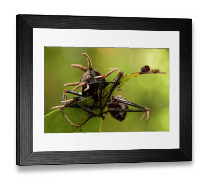 Framed Print : Giant forest ant (Dinomyrmex gigas) killed by fungus (Cordyceps sp.), Lambir Hills National Park, Sarawak, Borneo Framed Print : Giant forest ant (Dinomyrmex gigas) killed by fungus (Cordyceps sp.), Lambir Hills National Park, Sarawak, Borneo