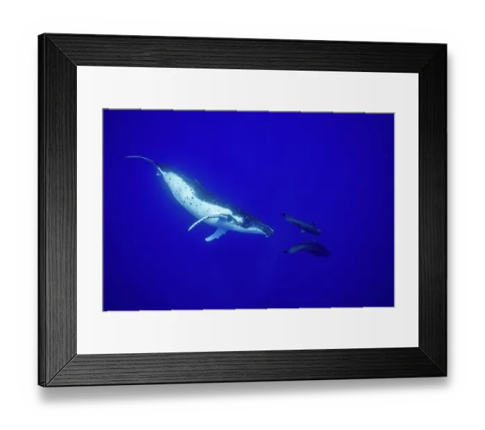 Framed Print : Humpback whale (Megaptera novaeangliae) playing with two Short finned pilot whales (Globicephala macrorhynchus), off Moorea, French Polynesia, Pacific Ocean Framed Print : Humpback whale (Megaptera novaeangliae) playing with two Short finned pilot whales (Globicephala macrorhynchus), off Moorea, French Polynesia, Pacific Ocean