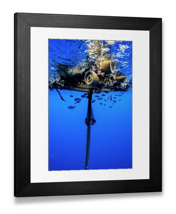 Framed Print : Fish congregating under an FAD (Fish Aggregation Device) in the waters off Moorea, French Polynesia, Pacific Ocean Framed Print : Fish congregating under an FAD (Fish Aggregation Device) in the waters off Moorea, French Polynesia, Pacific Ocean