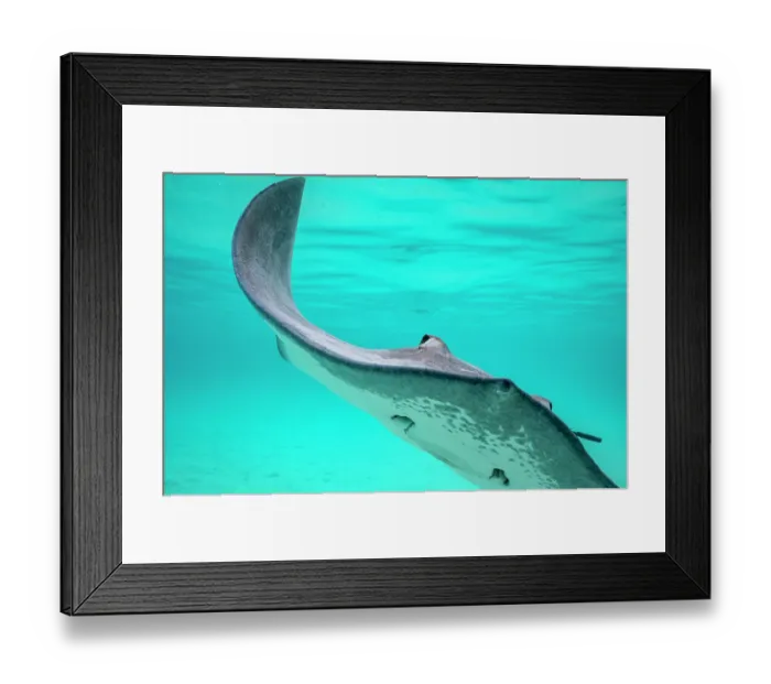 Framed Print : Pink whipray (Pateobatis fai) swimming in shallow water, Moorea, French Polynesia, Pacific Ocean Framed Print : Pink whipray (Pateobatis fai) swimming in shallow water, Moorea, French Polynesia, Pacific Ocean