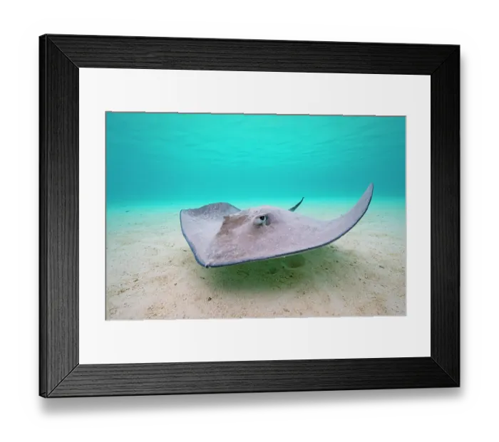 Framed Print : RF - Pink whipray (Pateobatis fai) swimming over sandy seabed in shallow water, Moorea, French Polynesia, Pacific Ocean Framed Print : RF - Pink whipray (Pateobatis fai) swimming over sandy seabed in shallow water, Moorea, French Polynesia, Pacific Ocean