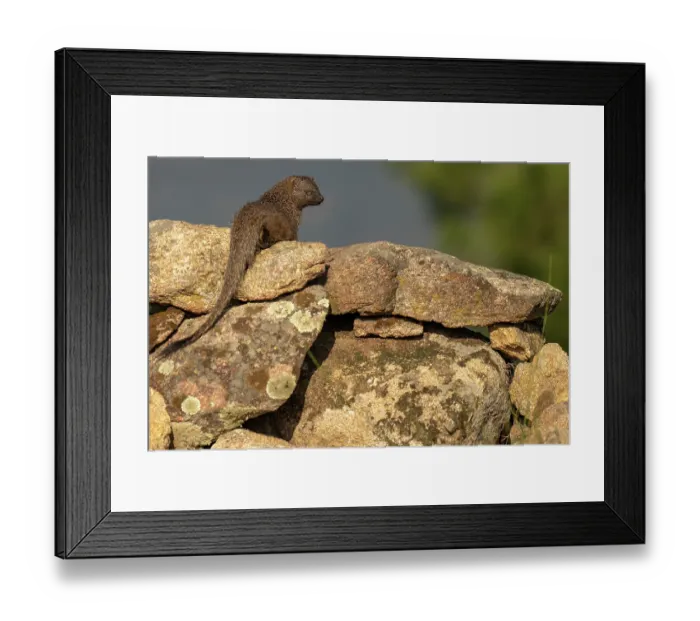Framed Print : Egyptian mongoose (Herpestes ichneumon) resting on rocks, Talavera de la Reina, Castilia La Mancha, Spain. February Framed Print : Egyptian mongoose (Herpestes ichneumon) resting on rocks, Talavera de la Reina, Castilia La Mancha, Spain. February