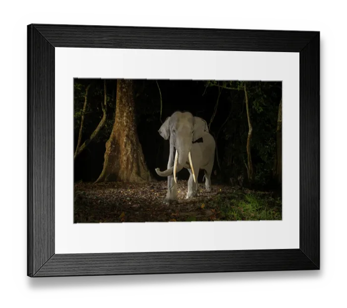 Framed Print : Indian elephant (Elephas maximus indicus) juvenile tusker walking through rainforest at night, Kaziranga Tiger reserve, Assam, India. Endangered. Camera trap image Framed Print : Indian elephant (Elephas maximus indicus) juvenile tusker walking through rainforest at night, Kaziranga Tiger reserve, Assam, India. Endangered. Camera trap image