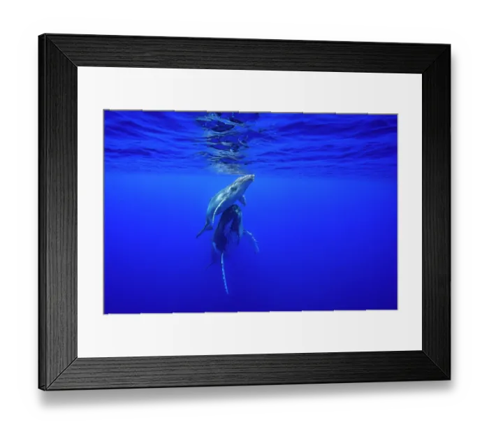 Framed Print : RF - Humpback whale (Megaptera novaeangliae) female and calf bonding underwater, off Tubuai, French Polynesia, Pacific Ocean Framed Print : RF - Humpback whale (Megaptera novaeangliae) female and calf bonding underwater, off Tubuai, French Polynesia, Pacific Ocean
