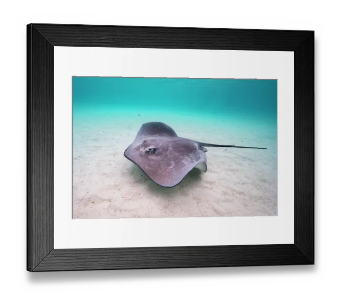 Framed Print : Pink whipray (Pateobatis fai) swimming over sandy seabed in shallow water, Moorea, French Polynesia, Pacific Ocean Framed Print : Pink whipray (Pateobatis fai) swimming over sandy seabed in shallow water, Moorea, French Polynesia, Pacific Ocean