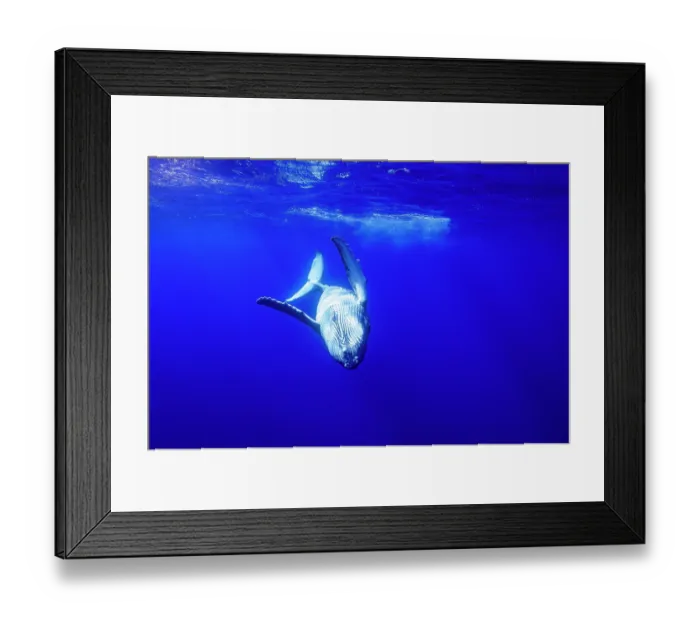 Framed Print : RF - Humpback whale (Megaptera novaeangliae) calf swimming upside down, off Tubuai, French Polynesia, Pacific Ocean Framed Print : RF - Humpback whale (Megaptera novaeangliae) calf swimming upside down, off Tubuai, French Polynesia, Pacific Ocean