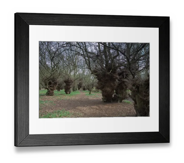 Framed Print : Old coppiced Beech (Fagus sp.) trees in woodland, Low Scrubs, Coombe Hill, Buckinghamshire, UK. April Framed Print : Old coppiced Beech (Fagus sp.) trees in woodland, Low Scrubs, Coombe Hill, Buckinghamshire, UK. April