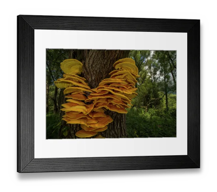 Framed Print : Chicken-of-the-woods (Laetiporus sulphureus) fungus growing on tree trunk, Abruzzo, Lazio and Molise National Park, Italy. September Framed Print : Chicken-of-the-woods (Laetiporus sulphureus) fungus growing on tree trunk, Abruzzo, Lazio and Molise National Park, Italy. September