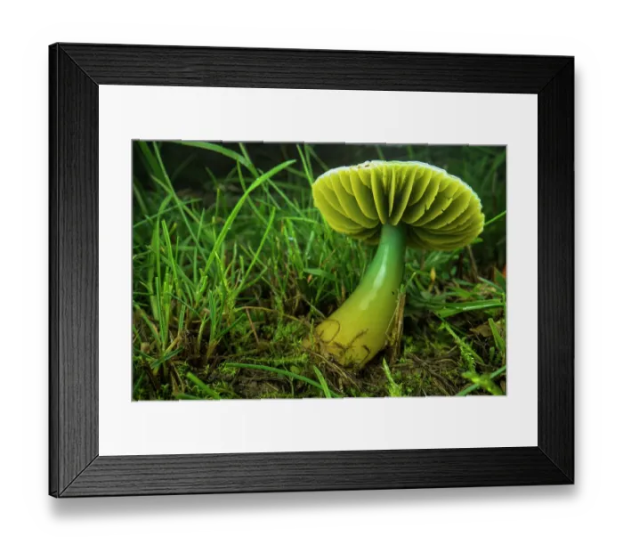 Framed Print : Parrot toadstool (Gliophorus psittacinus) growing among grass, Isola del Cantone, Genoa, Italy. November Framed Print : Parrot toadstool (Gliophorus psittacinus) growing among grass, Isola del Cantone, Genoa, Italy. November