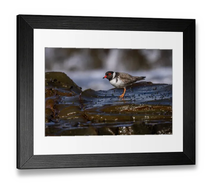 Framed Print : Hooded plover (Thinornis rubricollis) foraging on intertidal rocks, Skenes Creek, Victoria, Australia Framed Print : Hooded plover (Thinornis rubricollis) foraging on intertidal rocks, Skenes Creek, Victoria, Australia