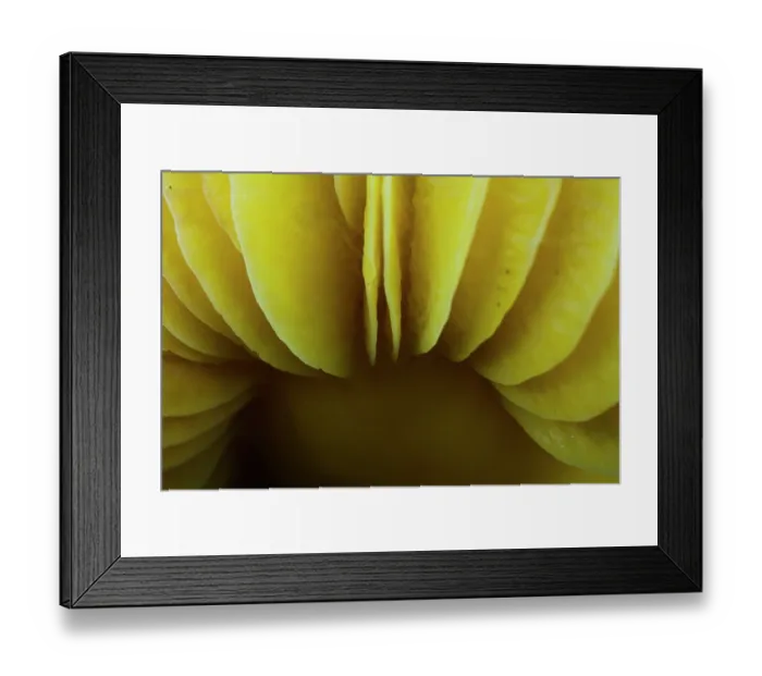 Framed Print : Orange waxcap mushroom (Hygrocybe aurantiosplendens) gills detail, Isola del Cantone, Genoa, Italy. November Framed Print : Orange waxcap mushroom (Hygrocybe aurantiosplendens) gills detail, Isola del Cantone, Genoa, Italy. November
