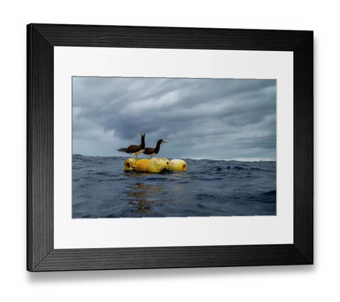 Framed Print : Two Brown boobies (Sula leucogaster) perched on a FAD (Fish Aggregation Device) on the ocean surface, off Moorea, French Polynesia, Pacific Ocean Framed Print : Two Brown boobies (Sula leucogaster) perched on a FAD (Fish Aggregation Device) on the ocean surface, off Moorea, French Polynesia, Pacific Ocean