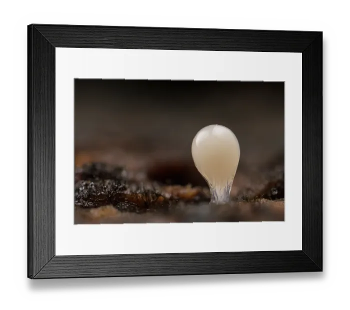 Framed Print : Slime mould (Trichia decipiens) close up, Rome, Italy. February Framed Print : Slime mould (Trichia decipiens) close up, Rome, Italy. February