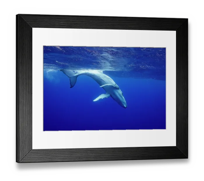 Framed Print : RF - Humpback whale (Megaptera novaeangliae) calf, diving underwater, off Tubuai, French Polynesia, Pacific Ocean