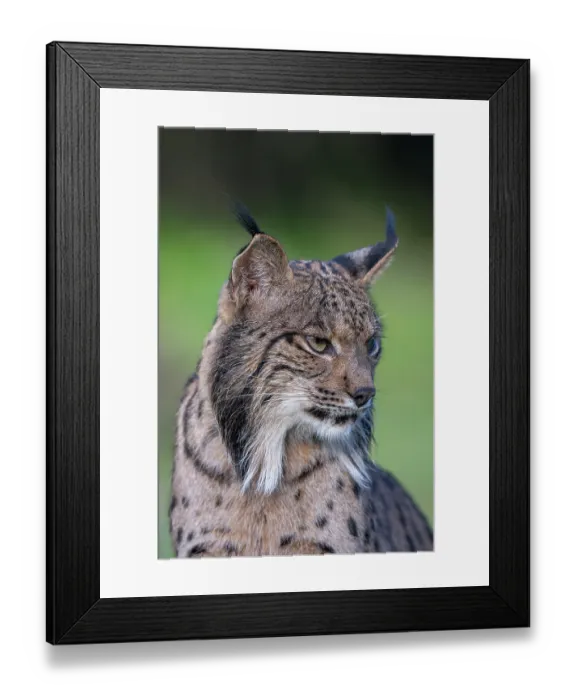 Framed Print : Iberian lynx (Lynx pardinus) head portrait, Talavera de la Reina, Toledo, Castilia La Mancha, Spain. January Framed Print : Iberian lynx (Lynx pardinus) head portrait, Talavera de la Reina, Toledo, Castilia La Mancha, Spain. January