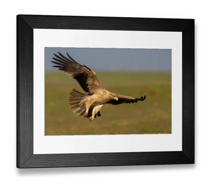 Framed Print : Spanish imperial eagle (Aquila adalberti) landing, Talavera de la Reina, Castilia La Mancha, Spain. January Framed Print : Spanish imperial eagle (Aquila adalberti) landing, Talavera de la Reina, Castilia La Mancha, Spain. January
