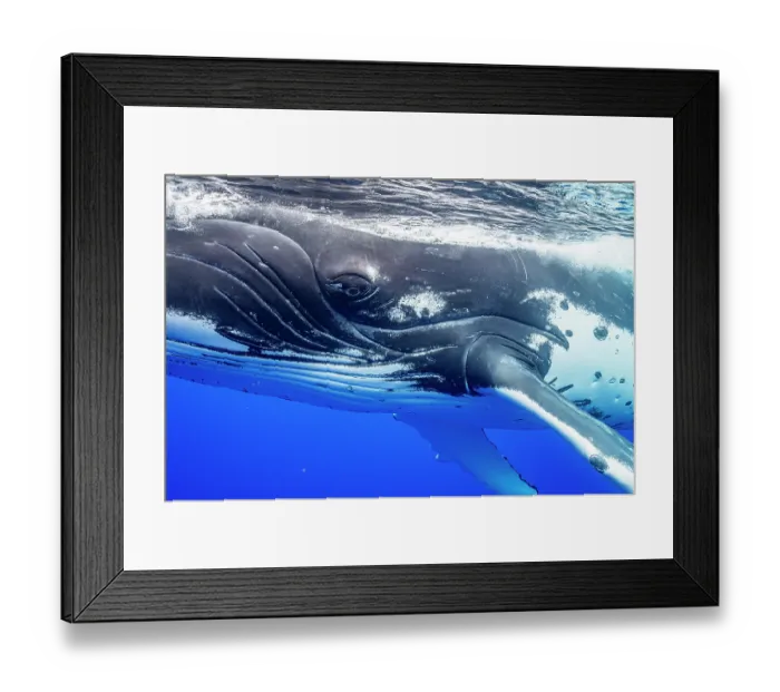 Framed Print : RF - Humpback whale (Megaptera novaeangliae) portrait, off Moorea, French Polynesia, Pacific Ocean. (This image may be licensed either as rights managed or royalty free.) Framed Print : RF - Humpback whale (Megaptera novaeangliae) portrait, off Moorea, French Polynesia, Pacific Ocean. (This image may be licensed either as rights managed or royalty free.)