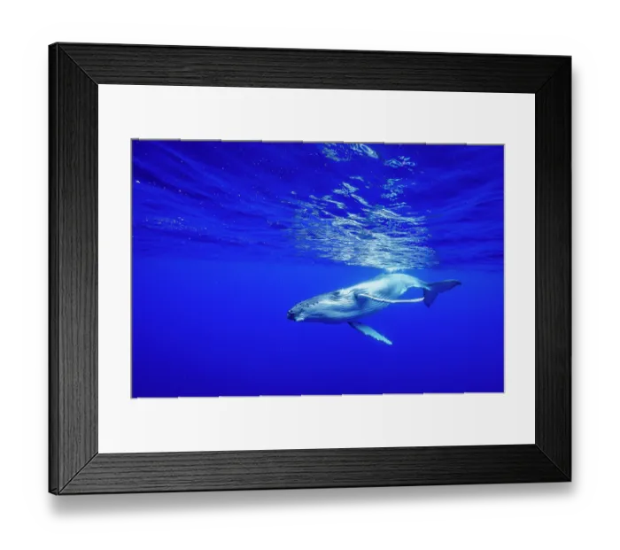 Framed Print : RF - Humpback whale (Megaptera novaeangliae) calf swimming underwater, off Tubuai, French Polynesia, Pacific Ocean Framed Print : RF - Humpback whale (Megaptera novaeangliae) calf swimming underwater, off Tubuai, French Polynesia, Pacific Ocean