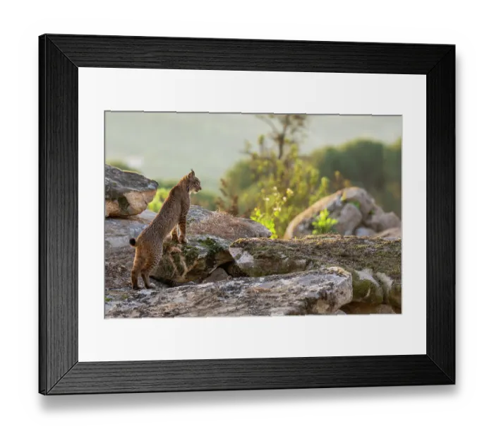 Framed Print : Iberian lynx (Lynx pardinus) standing on rocks in morning sunlight, Sierra de Andujar, Andalucia, Spain. January