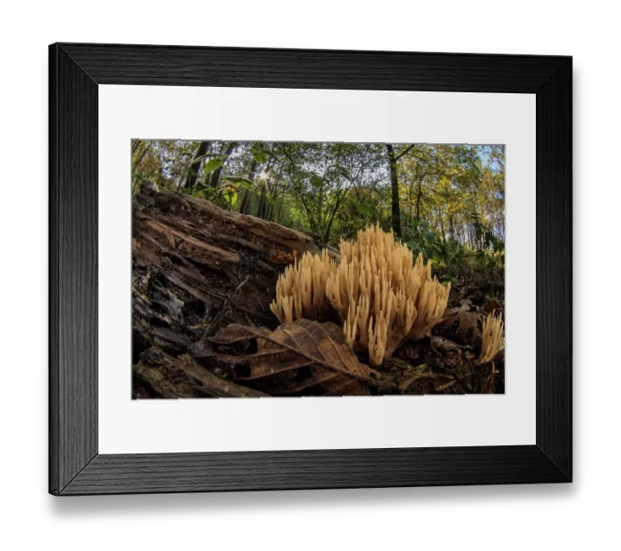 Framed Print : Upright coral (Ramaria stricta) fungus growing on a rotten log in woodland, Mornese, Alessandria, Italy. October