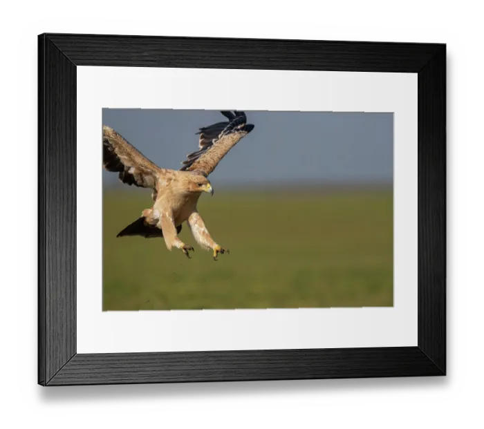 Framed Print : Spanish imperial eagle (Aquila adalberti) landing, Talavera de la Reina, Castilia La Mancha, Spain. January Framed Print : Spanish imperial eagle (Aquila adalberti) landing, Talavera de la Reina, Castilia La Mancha, Spain. January