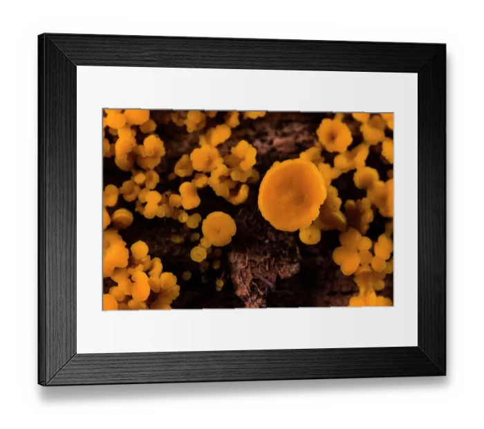 Framed Print : Nut disco fungus (Hymenoscyphus fructigenus) growing on a rotten log, Aveto Regional Park, Genoa, Italy. October Framed Print : Nut disco fungus (Hymenoscyphus fructigenus) growing on a rotten log, Aveto Regional Park, Genoa, Italy. October
