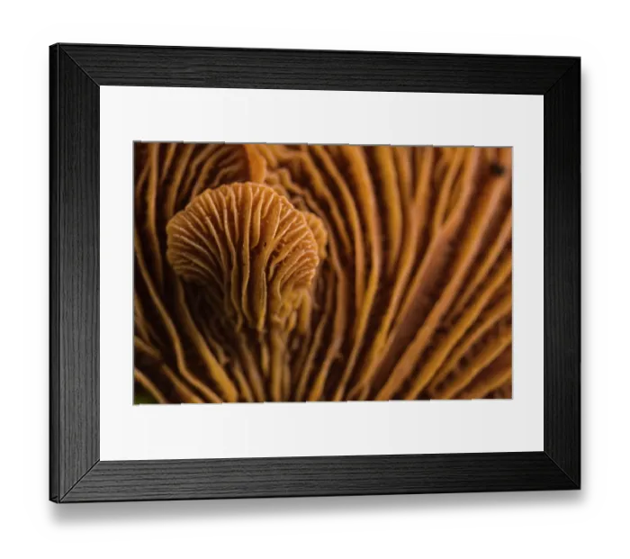 Framed Print : Bitter oyster fungus (Panellus stipticus) detail of gills of the fruiting body, Italy. November Framed Print : Bitter oyster fungus (Panellus stipticus) detail of gills of the fruiting body, Italy. November