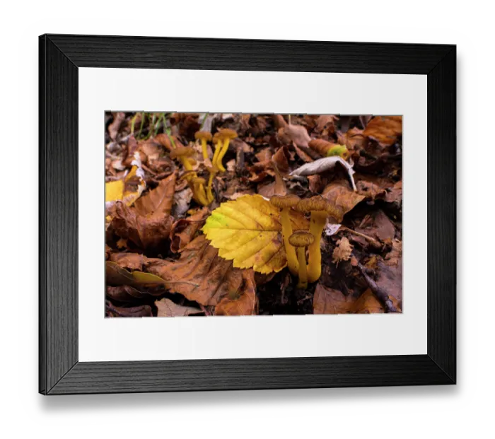 Framed Print : Yellow foot (Craterellus lutescens) mushrooms growing among leaf litter in autumn, Aveto Regional Park, Genoa, Italy. October Framed Print : Yellow foot (Craterellus lutescens) mushrooms growing among leaf litter in autumn, Aveto Regional Park, Genoa, Italy. October