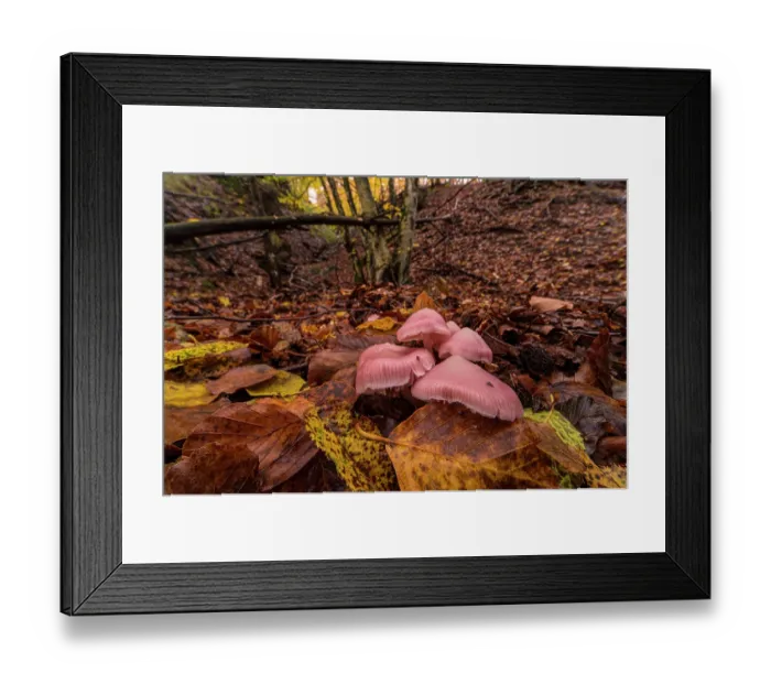 Framed Print : Rosy bonnet mushroom (Mycena rosea) among leaf litter on woodland floor, Aveto Reginal Park, Genoa, Italy. October Framed Print : Rosy bonnet mushroom (Mycena rosea) among leaf litter on woodland floor, Aveto Reginal Park, Genoa, Italy. October