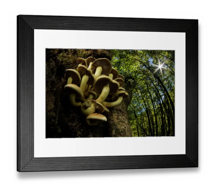Framed Print : Mushrooms (Hypholoma sp.) fruiting in a small cluster on a tree trunk in autumn, Antola Regional Park, Genoa, Italy. October Framed Print : Mushrooms (Hypholoma sp.) fruiting in a small cluster on a tree trunk in autumn, Antola Regional Park, Genoa, Italy. October