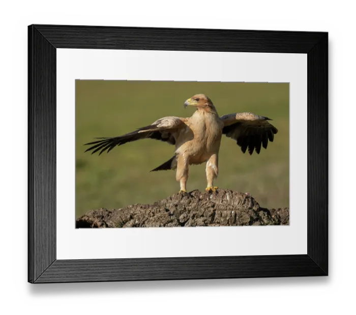 Framed Print : Spanish imperial eagle (Aquila adalberti) standing on mound of earth, Talavera de la Reina, Castilia La Mancha, Spain. January Framed Print : Spanish imperial eagle (Aquila adalberti) standing on mound of earth, Talavera de la Reina, Castilia La Mancha, Spain. January