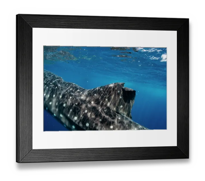 Framed Print : Whale shark (Rhincodon typus) dorsal fin, with scars from a boat propeller, Isla Mujeres, Quintana Roo, Yucatan Peninsula, Mexico, Caribbean Sea. Endangered Framed Print : Whale shark (Rhincodon typus) dorsal fin, with scars from a boat propeller, Isla Mujeres, Quintana Roo, Yucatan Peninsula, Mexico, Caribbean Sea. Endangered