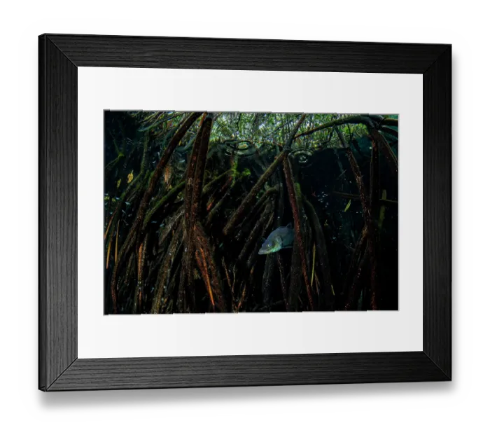 Framed Print : Mexican snook (Centropomus poeyi) swimming in a Mangrove (Rhizophora mangle) forest, near Tulum, Quintana Roo, Mexico