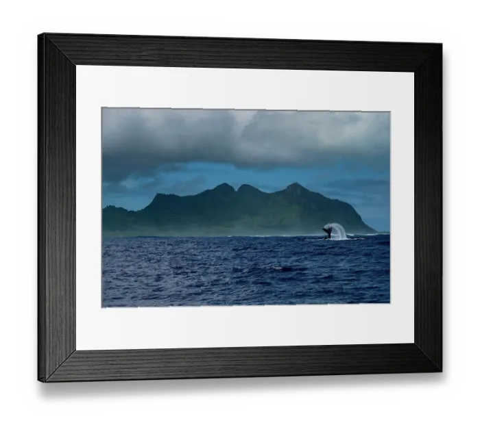 Framed Print : Humpback whale (Megaptera novaeangliae) female, slapping its tail on the surface of the water, with the island of Tubuai behind, French Polynesia, Pacific Ocean Framed Print : Humpback whale (Megaptera novaeangliae) female, slapping its tail on the surface of the water, with the island of Tubuai behind, French Polynesia, Pacific Ocean