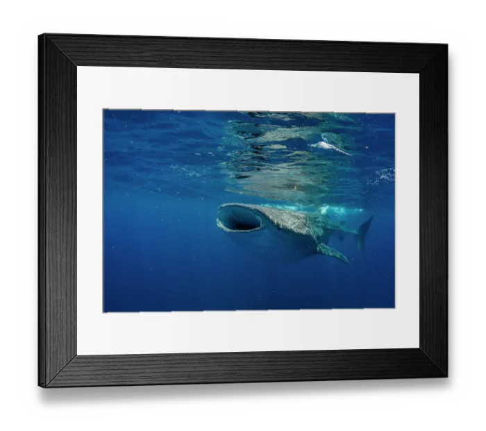 Framed Print : Whale shark (Rhincodon typus) feeding on fish eggs at the water surface, Isla Mujeres, Quintana Roo, Yucatan Peninsula, Mexico, Caribbean Sea. Endangered Framed Print : Whale shark (Rhincodon typus) feeding on fish eggs at the water surface, Isla Mujeres, Quintana Roo, Yucatan Peninsula, Mexico, Caribbean Sea. Endangered